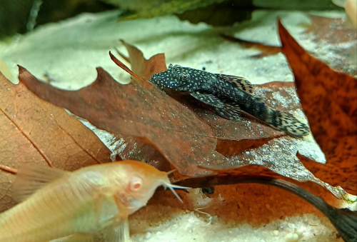 Ikan Invasif di Tengah Kemasifan Pembangunan Urban | KF Map – Digital Map for Property and Infrastructure in Indonesia