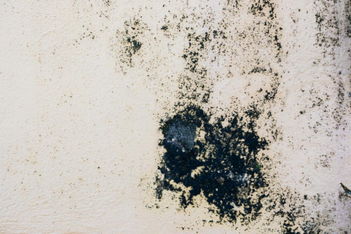 Waspada <i>Black Mold</i> di Rumah: Ancaman Kesehatan dan Nilai Properti | KF Map – Digital Map for Property and Infrastructure in Indonesia