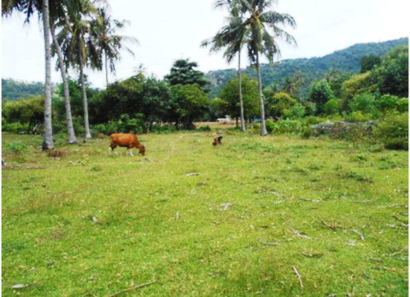 Knight Frank | Resort Land For Sale | Nipah Beach