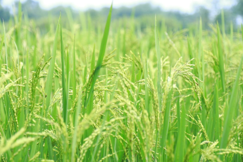 Mengenal Lahan Sawah yang Dilindungi dan Cara Mengetahui Lokasinya | KF Map – Digital Map for Property and Infrastructure in Indonesia