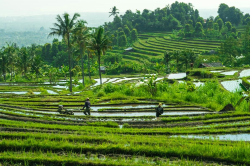 Menteri ATR/BPN Arahkan Moratorium Lahan Sawah Untuk Mencapai Swasembada Pangan | KF Map – Digital Map for Property and Infrastructure in Indonesia