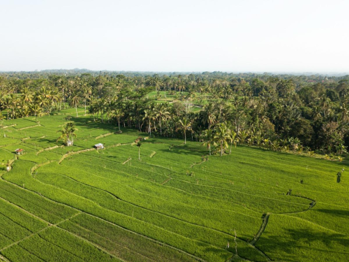 Cek Status Lahan Sawah Dilindungi Sebelum Beli atau Bangun Properti | KF Map – Digital Map for Property and Infrastructure in Indonesia