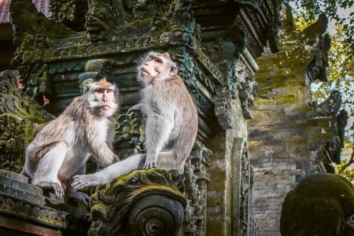 Sacred Monkey Forest Sanctuary, Entertainment | We provide Indonesia infrastructure map on various property sectors and data. Access property listings, infrastructure developments, news, and valuable transaction data for informed decisions.