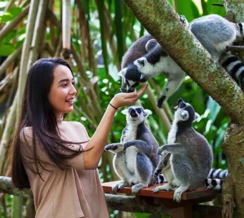 Bali Zoo, Entertainment | We provide Indonesia infrastructure map on various property sectors and data. Access property listings, infrastructure developments, news, and valuable transaction data for informed decisions.