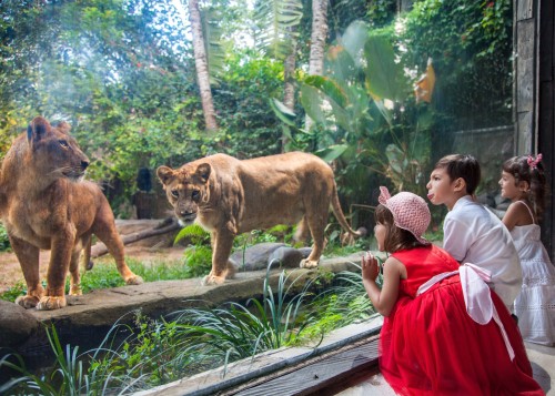 Bali Zoo, Entertainment | We provide Indonesia infrastructure map on various property sectors and data. Access property listings, infrastructure developments, news, and valuable transaction data for informed decisions.