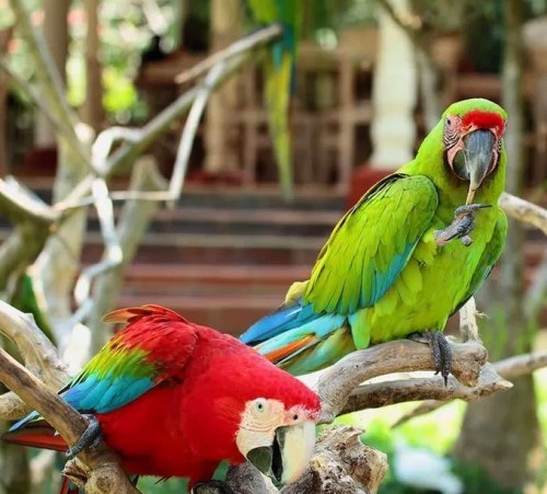 Bali Bird Park, Entertainment | We provide Indonesia infrastructure map on various property sectors and data. Access property listings, infrastructure developments, news, and valuable transaction data for informed decisions.