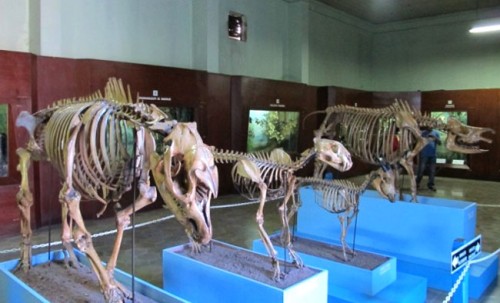Bogor Zoology Museum, Entertainment | We provide Indonesia infrastructure map on various property sectors and data. Access property listings, infrastructure developments, news, and valuable transaction data for informed decisions.