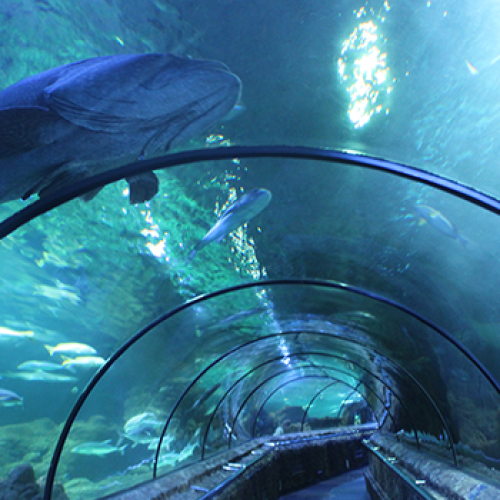 Ancol, Entertainment | We provide Indonesia infrastructure map on various property sectors and data. Access property listings, infrastructure developments, news, and valuable transaction data for informed decisions.