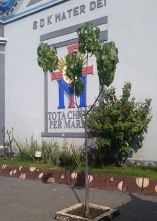 Mater Dei Primary School, Private School | We provide Indonesia infrastructure map on various property sectors and data. Access property listings, infrastructure developments, news, and valuable transaction data for informed decisions.