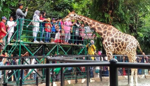 Surabaya Zoo, Entertainment | We provide Indonesia infrastructure map on various property sectors and data. Access property listings, infrastructure developments, news, and valuable transaction data for informed decisions.