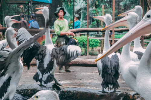 Surabaya Zoo, Entertainment | We provide Indonesia infrastructure map on various property sectors and data. Access property listings, infrastructure developments, news, and valuable transaction data for informed decisions.