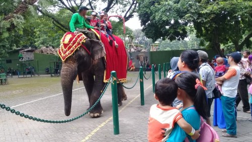Surabaya Zoo, Entertainment | We provide Indonesia infrastructure map on various property sectors and data. Access property listings, infrastructure developments, news, and valuable transaction data for informed decisions.