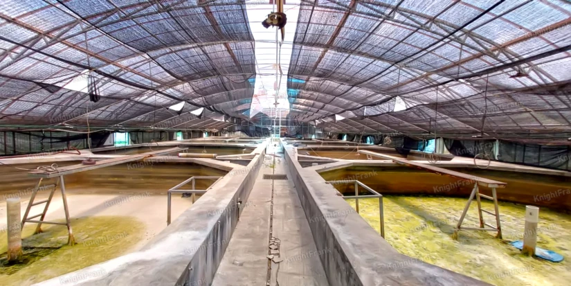 Knight Frank | Factory with Breeding Pond in Banyuwangi, East Java | Factory in Banyuwangi 5
